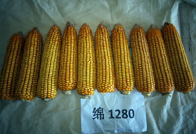 绵1280果穗照片1.jpg