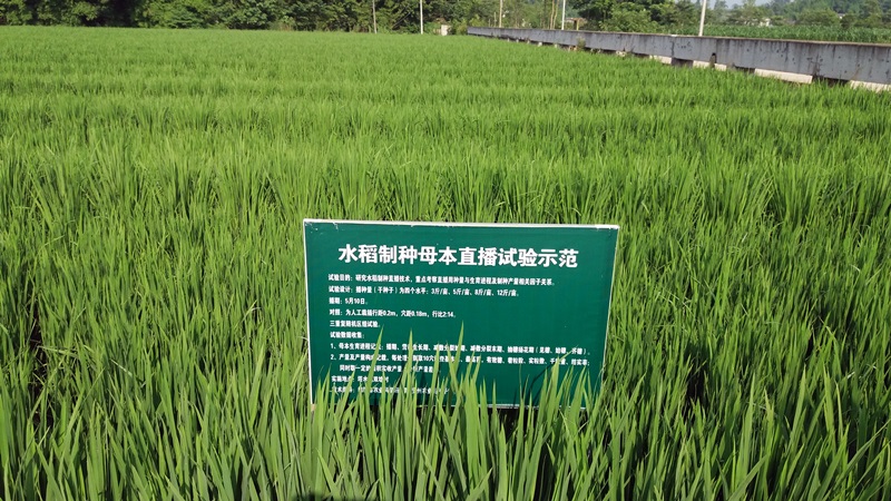 水稻制种母本直播试验1.jpg
