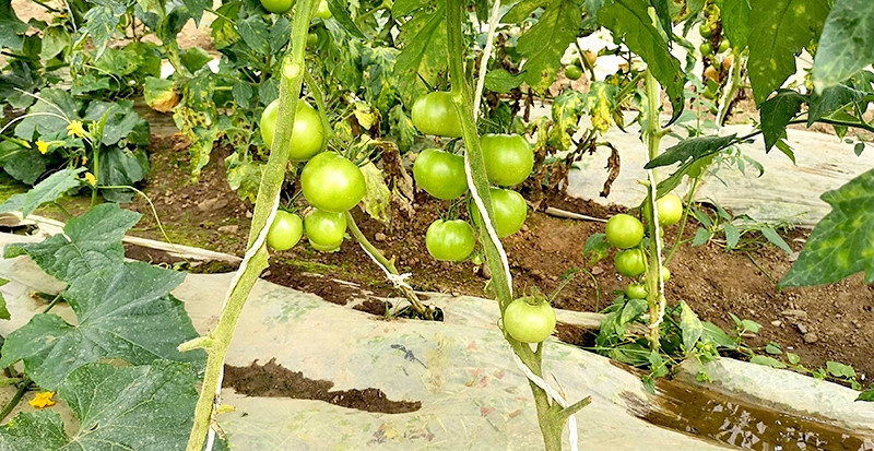 s1011.jpg