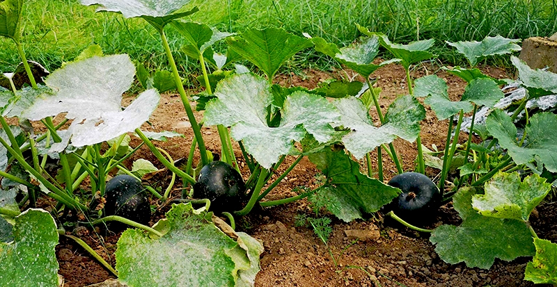 s1012.jpg