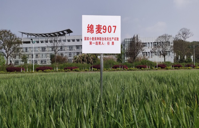 绵麦907