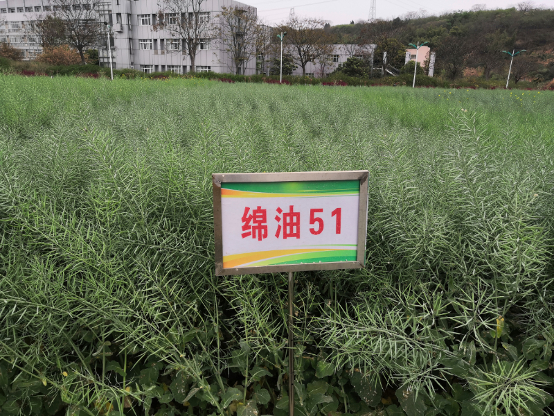 绵油51.jpg