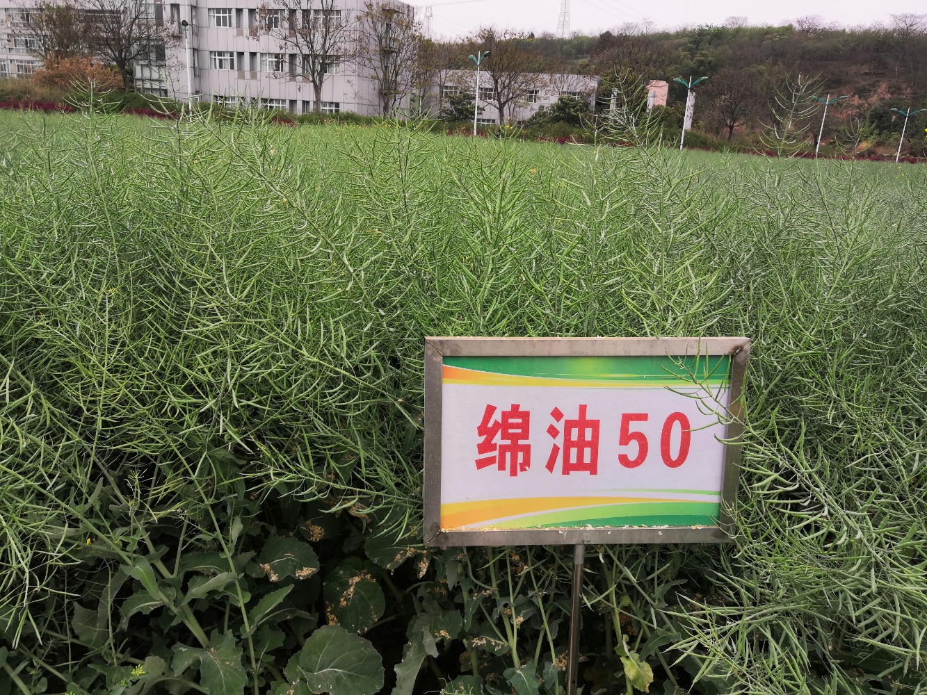 绵油50