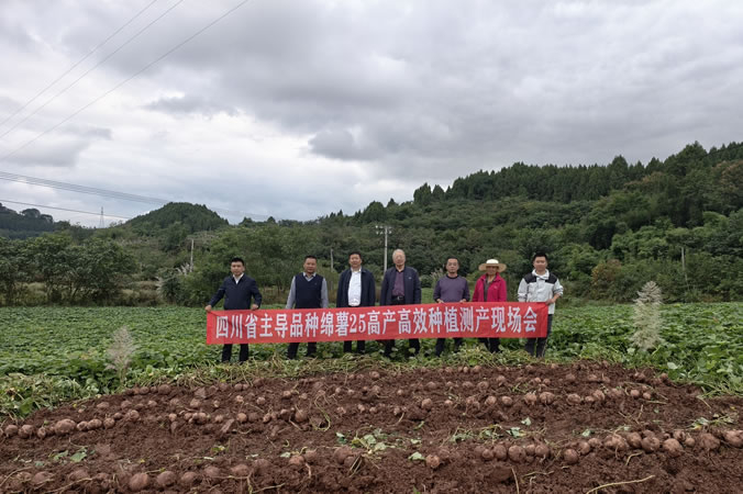 单产高达3000公斤！这一“绵薯”新品种秋收报捷