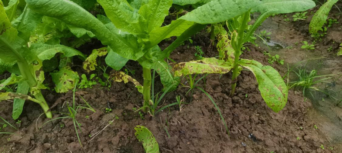 图片1.png 图片1.png