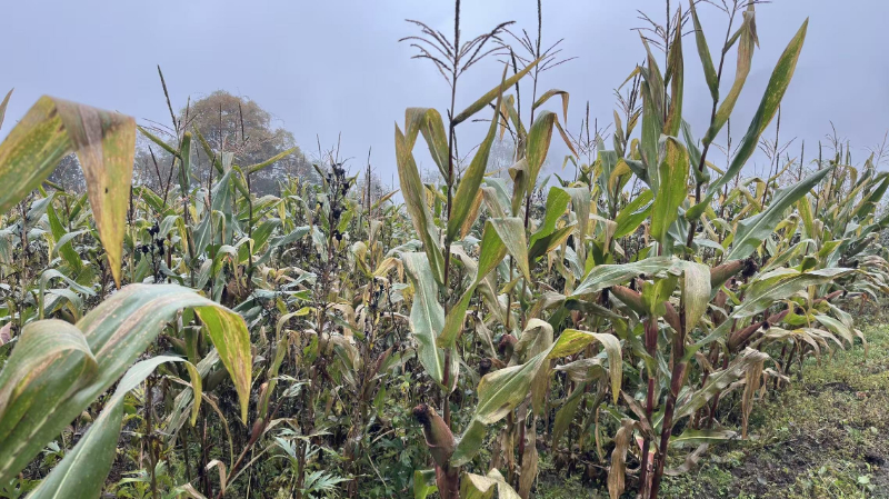 图片1.jpg 图片1.jpg