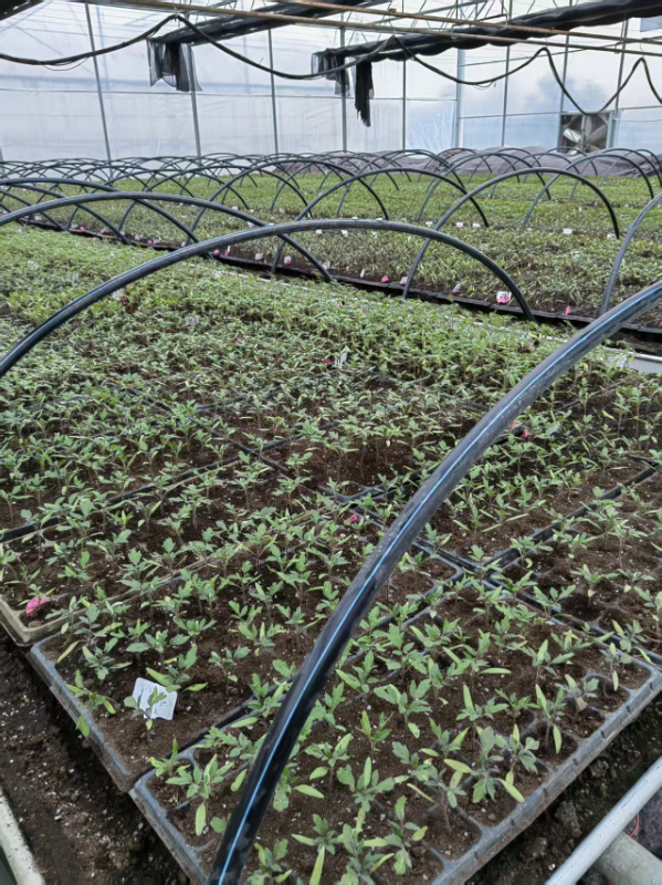 绵阳平坝区域番茄冬育春苗技术建议.jpg