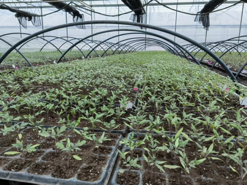 绵阳平坝区域番茄冬育春苗技术建议1.jpg